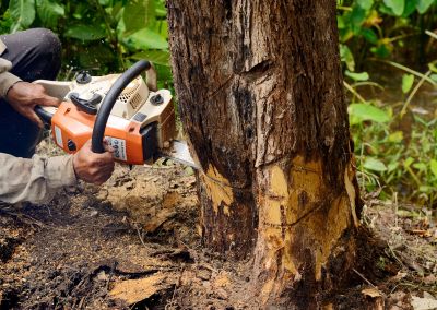 Tree Felling and Disposal
