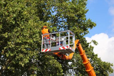 Scheduling Tree Removals