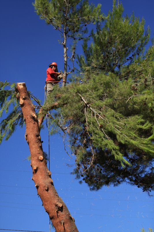 Experienced Tree Removal Crew