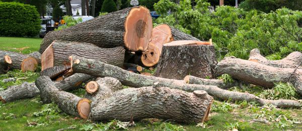 Large Tree Removal in Anaheim