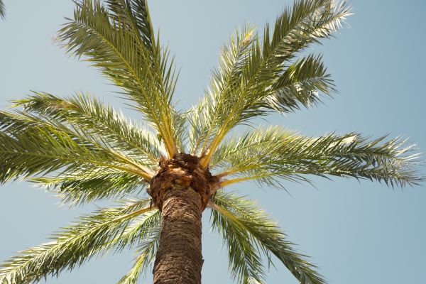 Palm Tree Removal in Anaheim