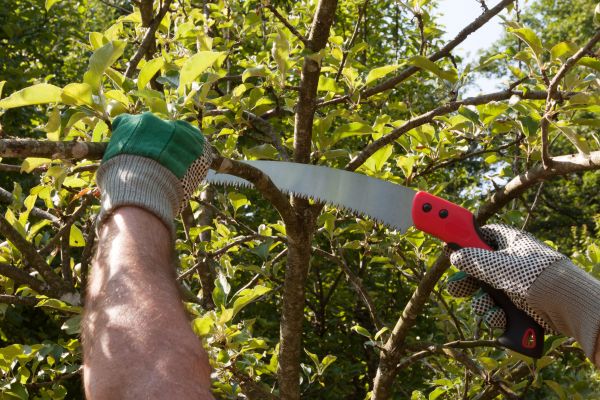 Small Tree Removal in Anaheim