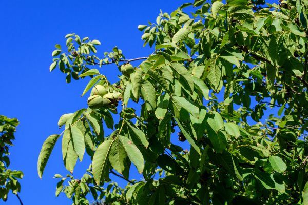 Cost of Walnut Tree Removal in Anaheim
