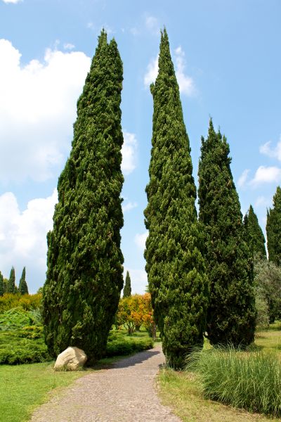 Cost of Cypress Tree Removal in Anaheim