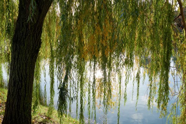 Cost of Willow Tree Removal in Anaheim