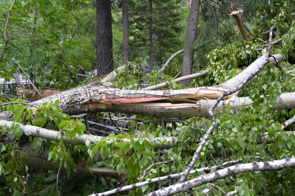 Birch Tree Removal in Anaheim