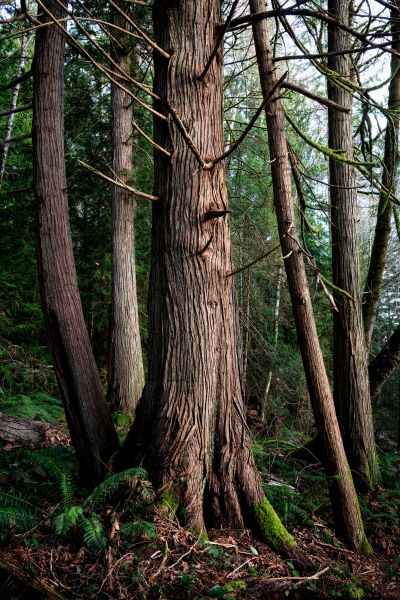Cost of Cedar Tree Removal in Anaheim