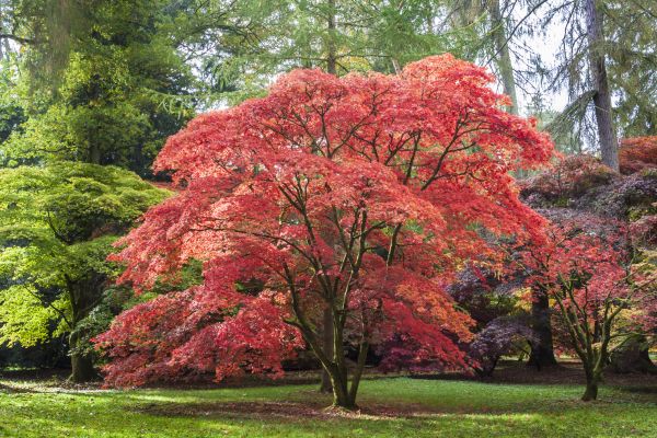 Cost of Maple Tree Removal in Anaheim