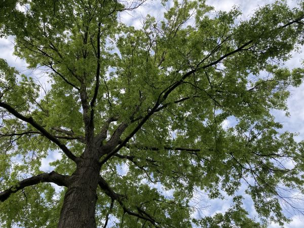 Cost of Oak Tree Removal in Anaheim
