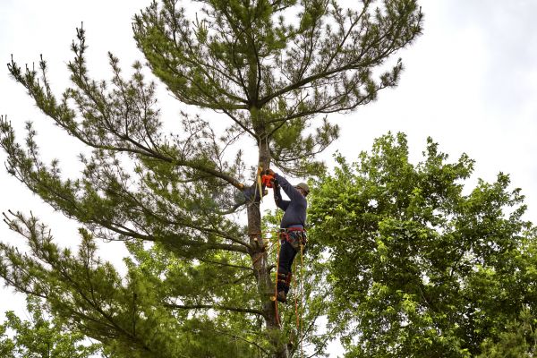 Cost of Pine Tree Removal in Anaheim
