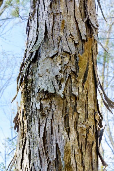 Hickory Tree Removal in Anaheim