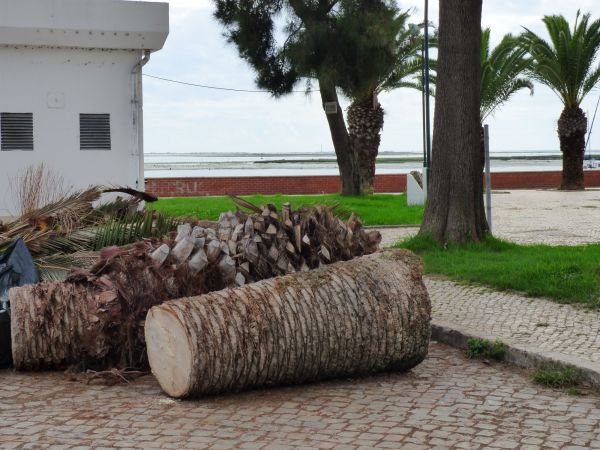 Palm Trees Removal in Anaheim