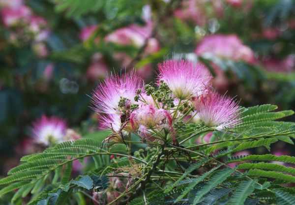 Mimosa Tree Removal in Anaheim