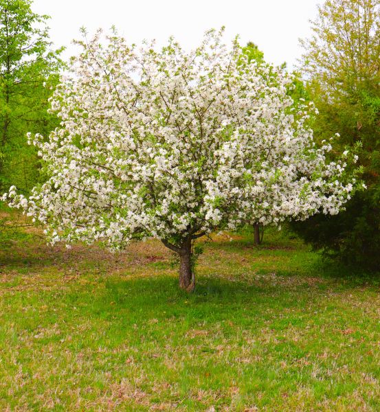 Dogwood Tree Removal in Anaheim