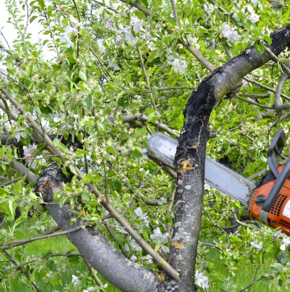 Apple Tree Removal in Anaheim