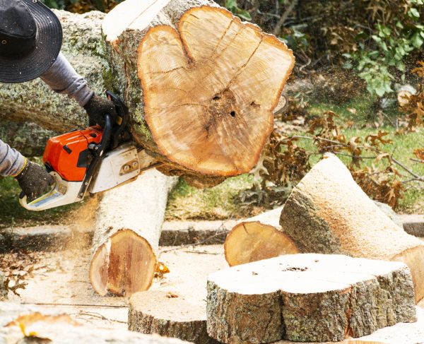 Tree Removal Service in Anaheim