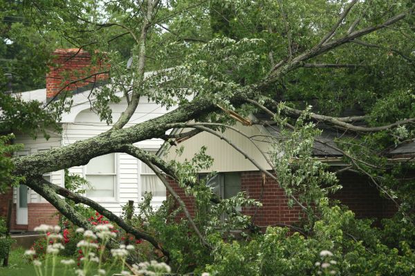 Emergency Tree Removal in Anaheim
