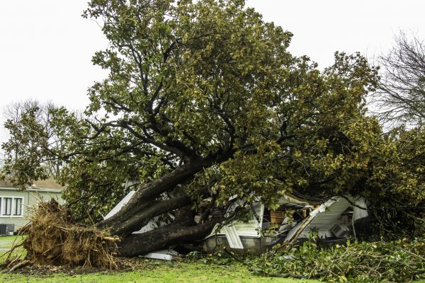 Fallen Tree Removal in Anaheim