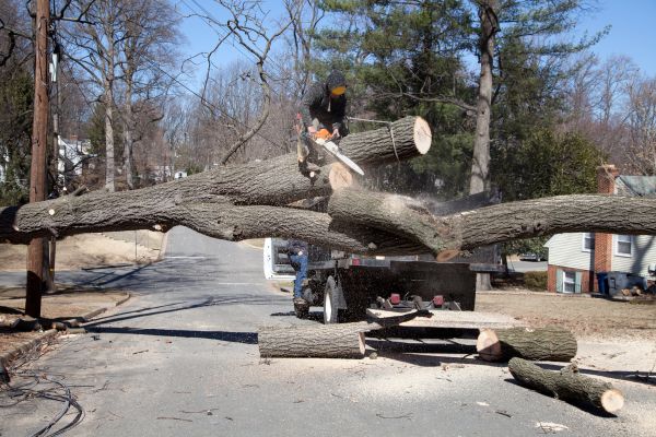 Cost of Residential Tree Removal in Anaheim