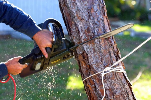 Dead Tree Removal in Anaheim